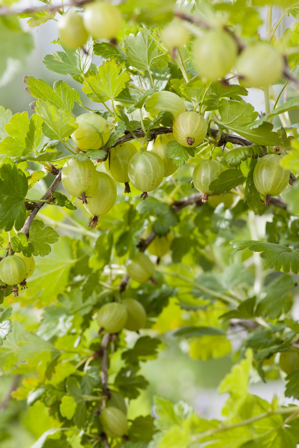 Ribes (krusbär) Hinnonmäki Gul