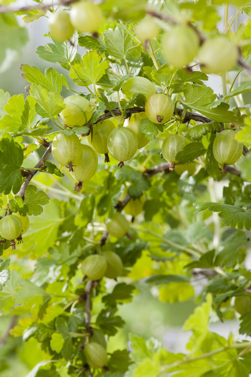 Ribes (krusbär) Hinnonmäki Gul, STAM