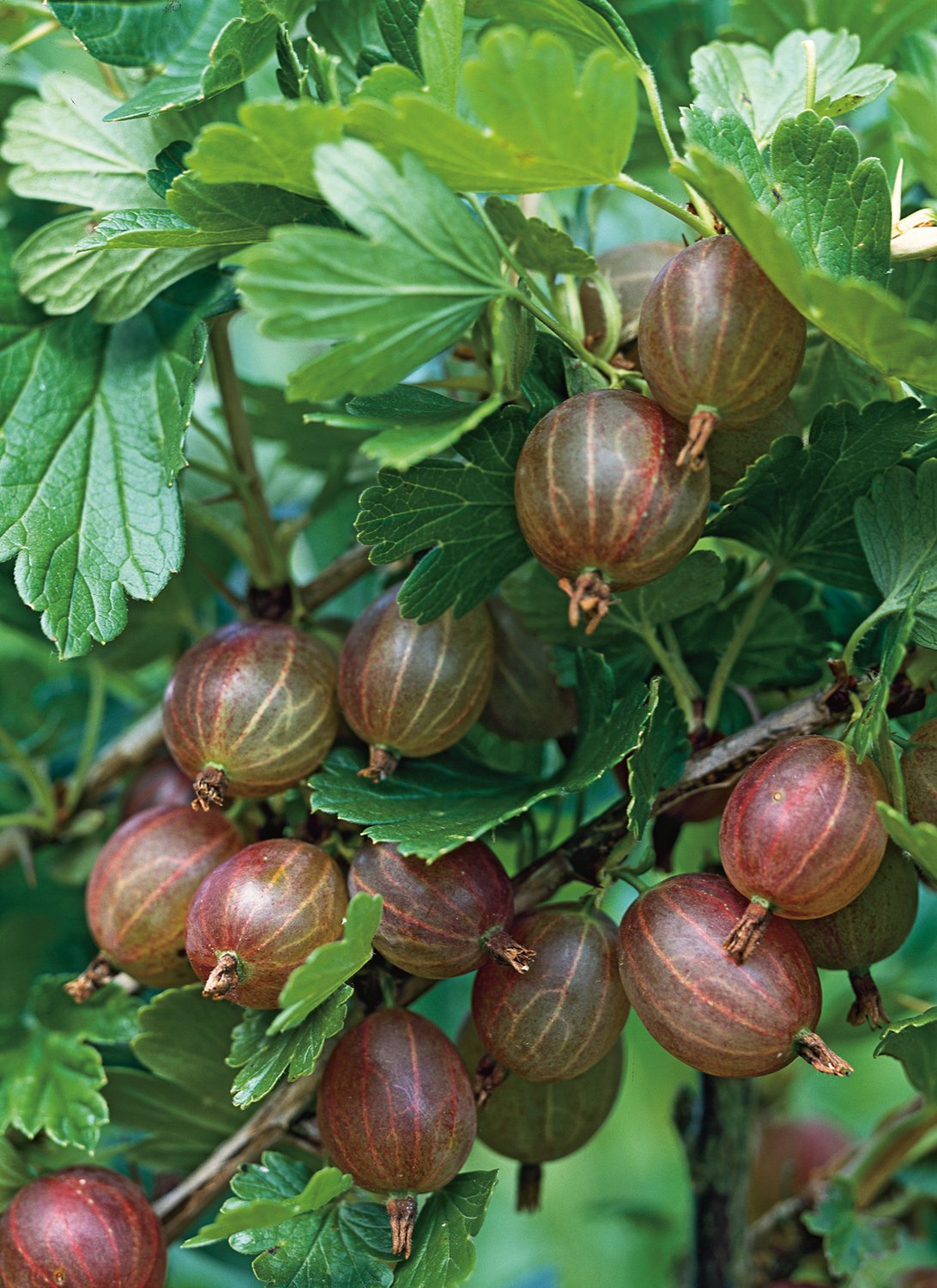Ribes (krusbär) Hinnonmäki Röd, STAM
