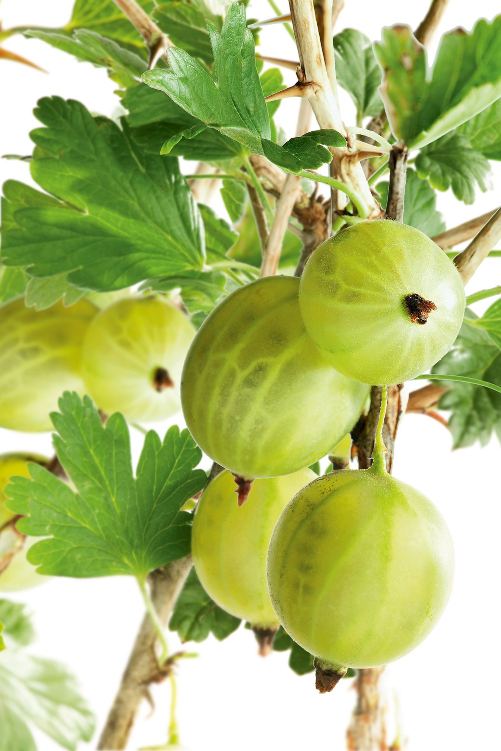 Ribes (krusbär) 'Invicta