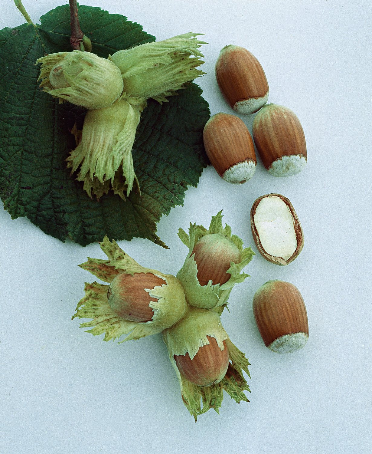 Corylus 'Cosford'