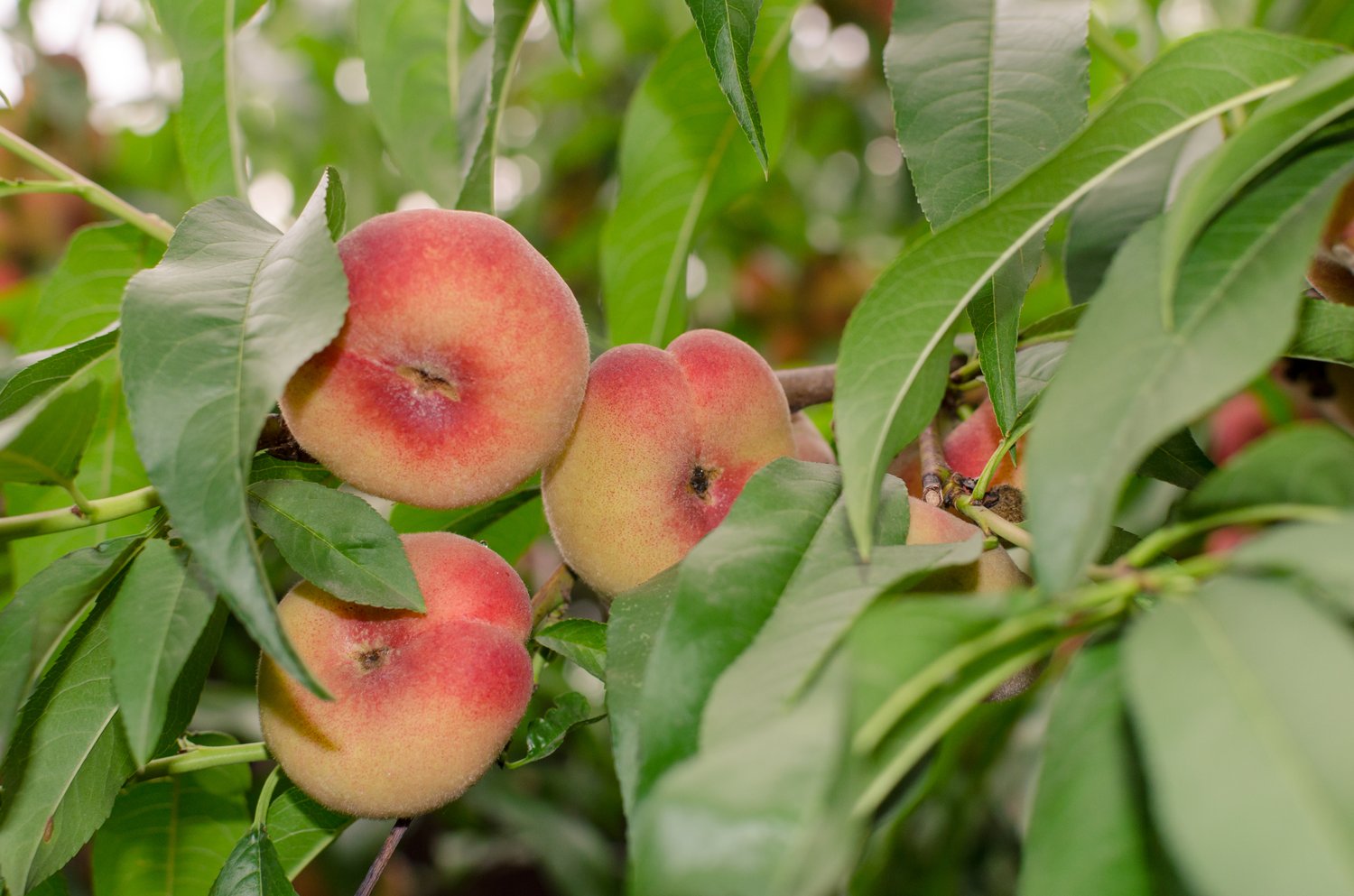 Prunus persica 'Saturn', (persika)