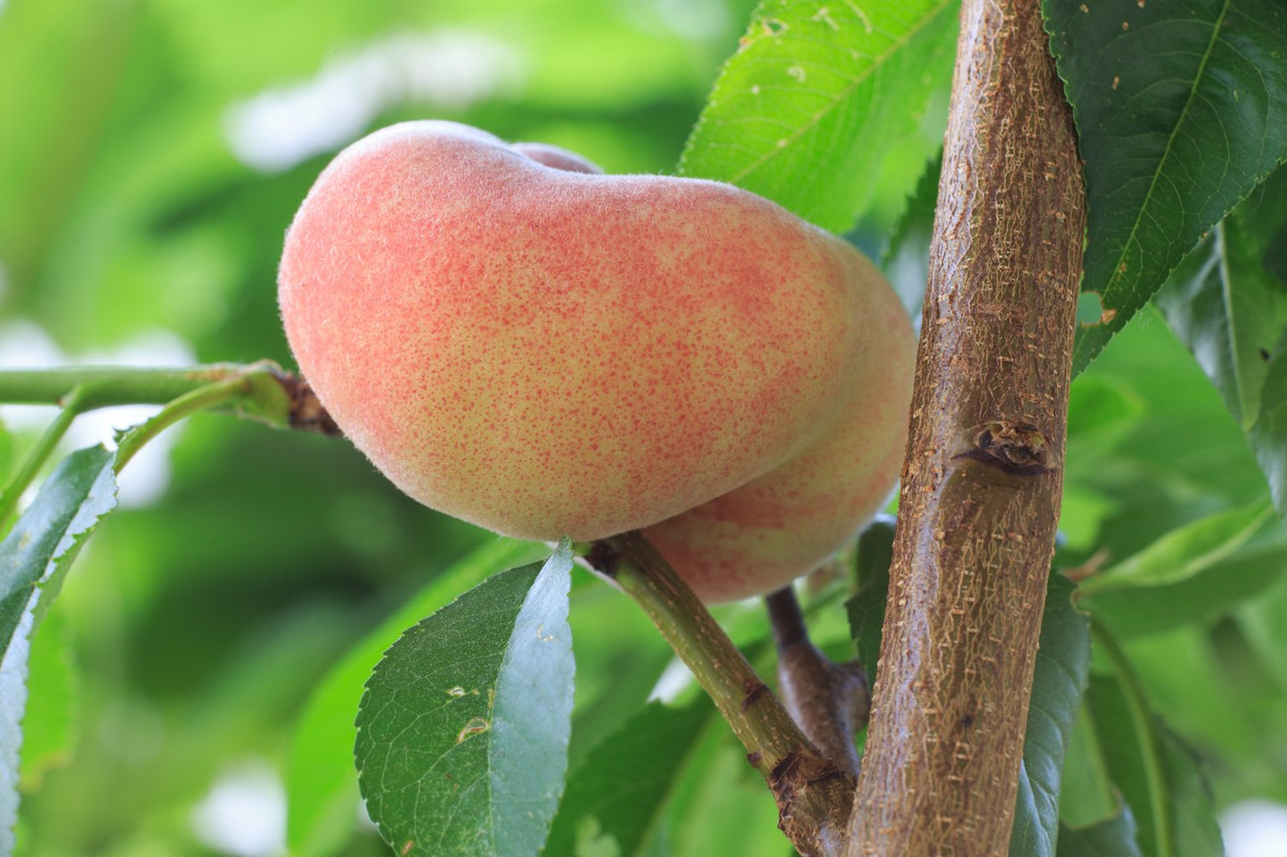 Prunus persica 'Saturn', (persika)