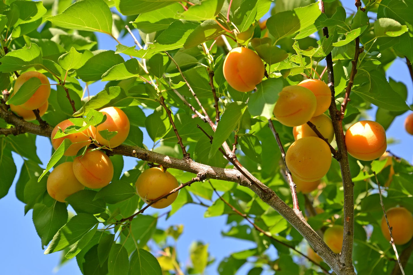 Prunus armeniaca 'Tros Oranje', (aprikos)