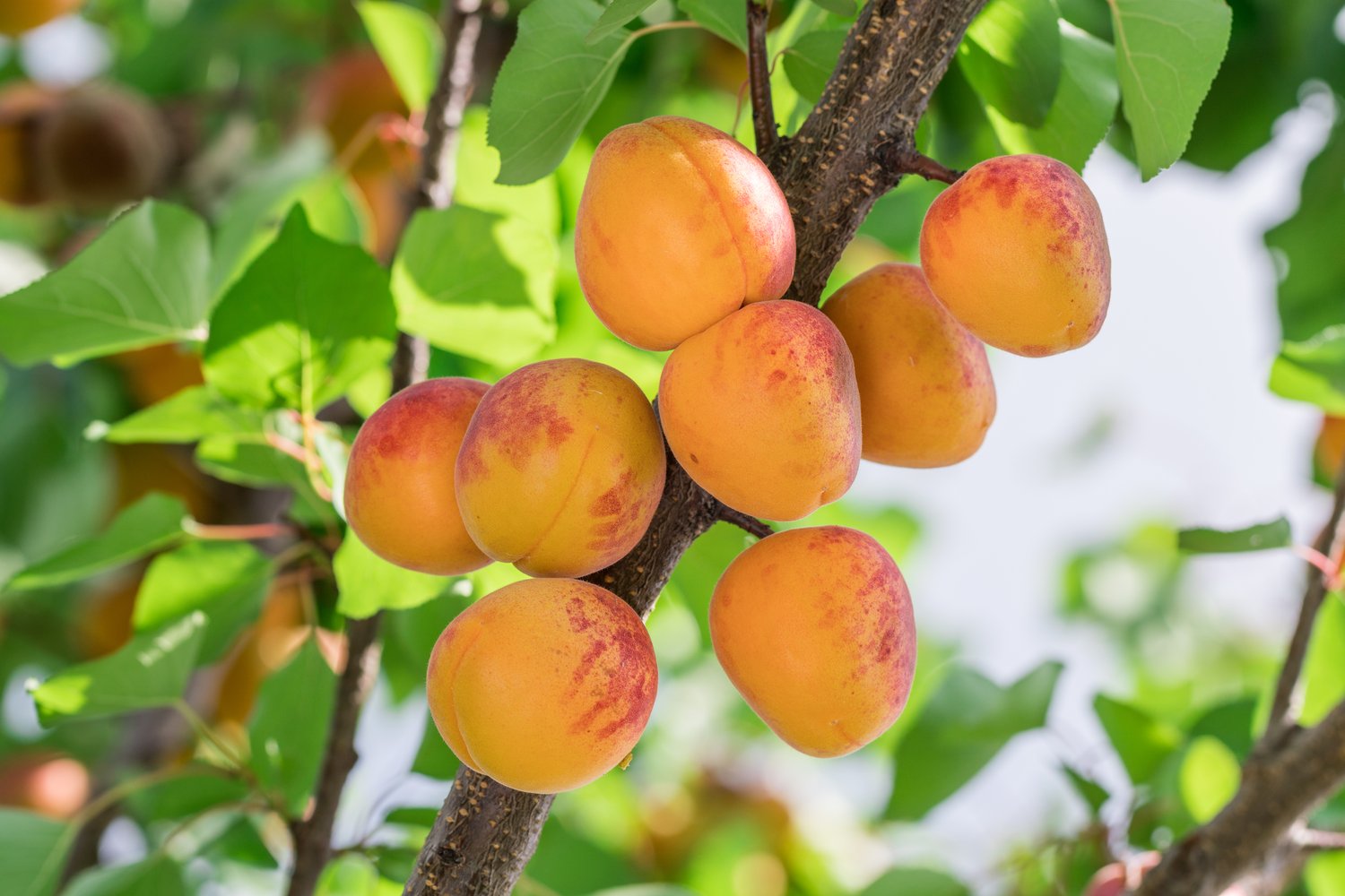 Prunus armeniaca 'Tros Oranje', (aprikos)