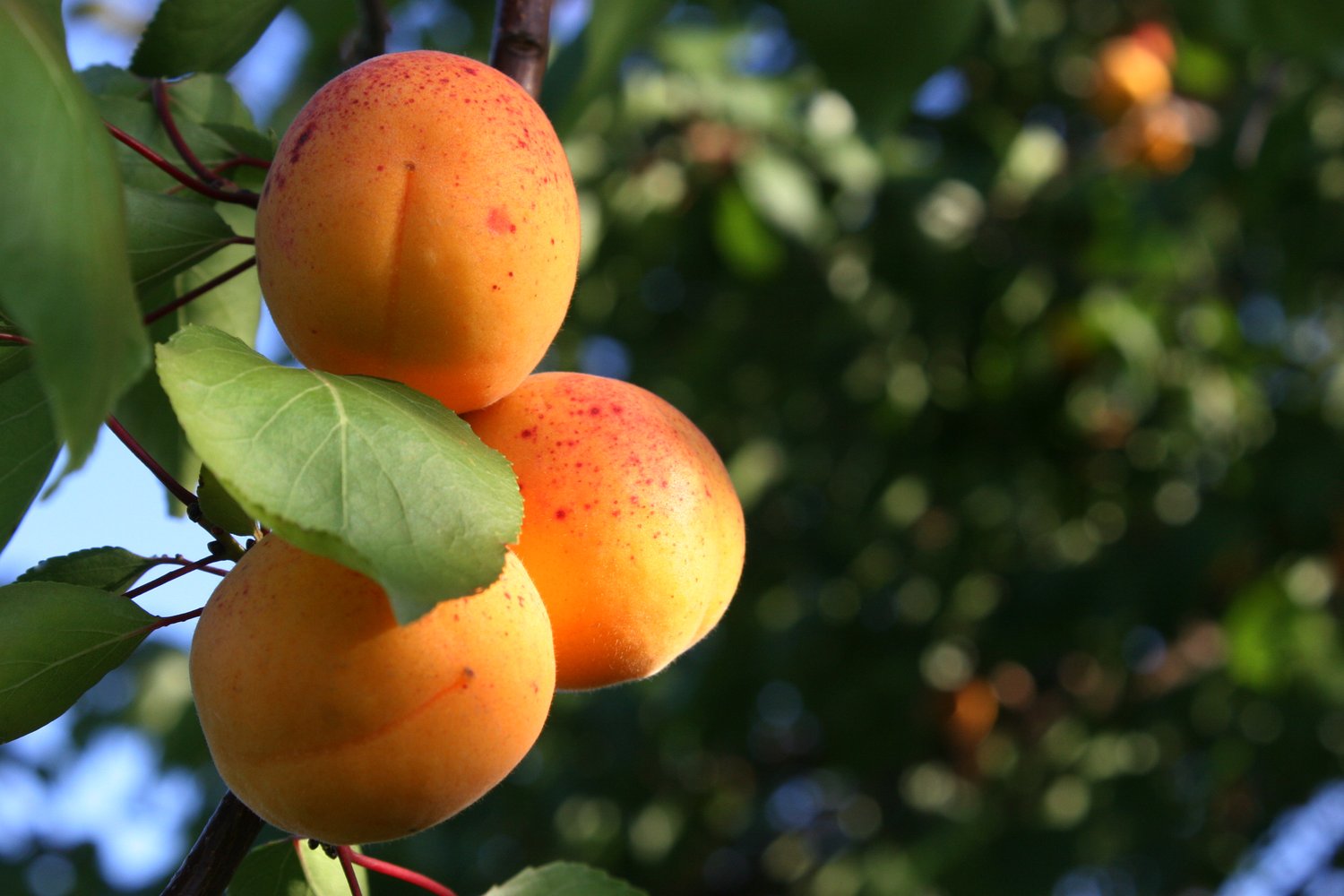 Prunus armeniaca 'Tros Oranje', (aprikos)