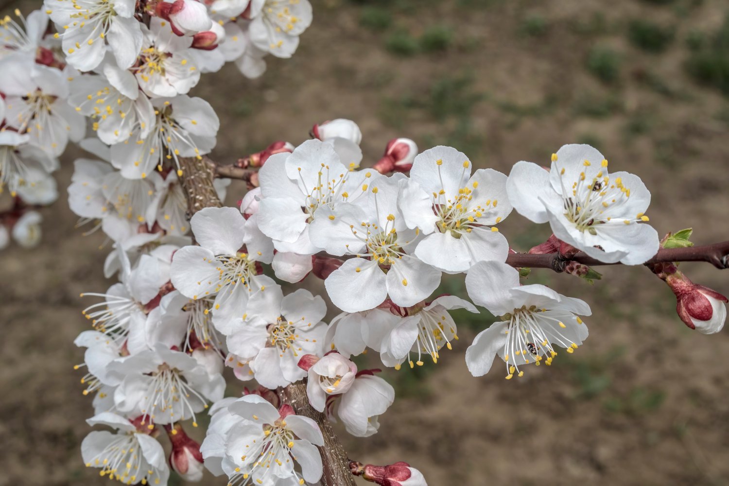 Prunus armeniaca 'Tros Oranje', (aprikos)