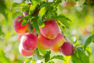 Prunus domestica KOMET E, (plommon), inkl. uppbindnings kit