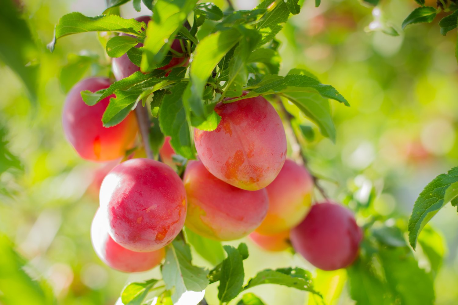 Prunus domestica KOMET E, (plommon)