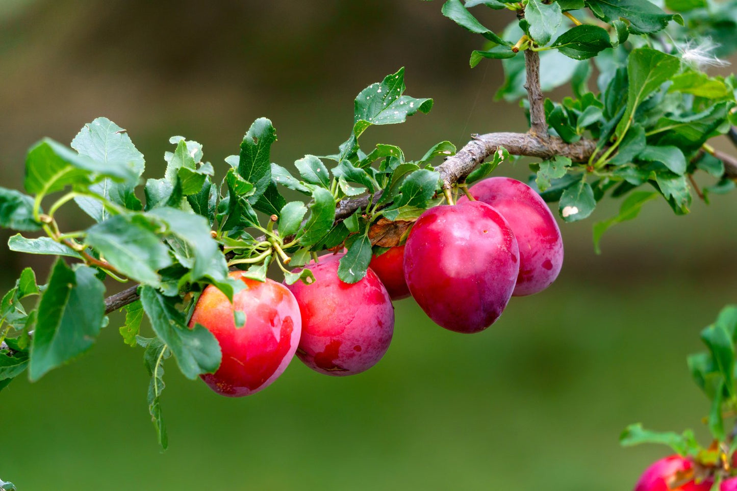 Prunus domestica KOMET E, (plommon)