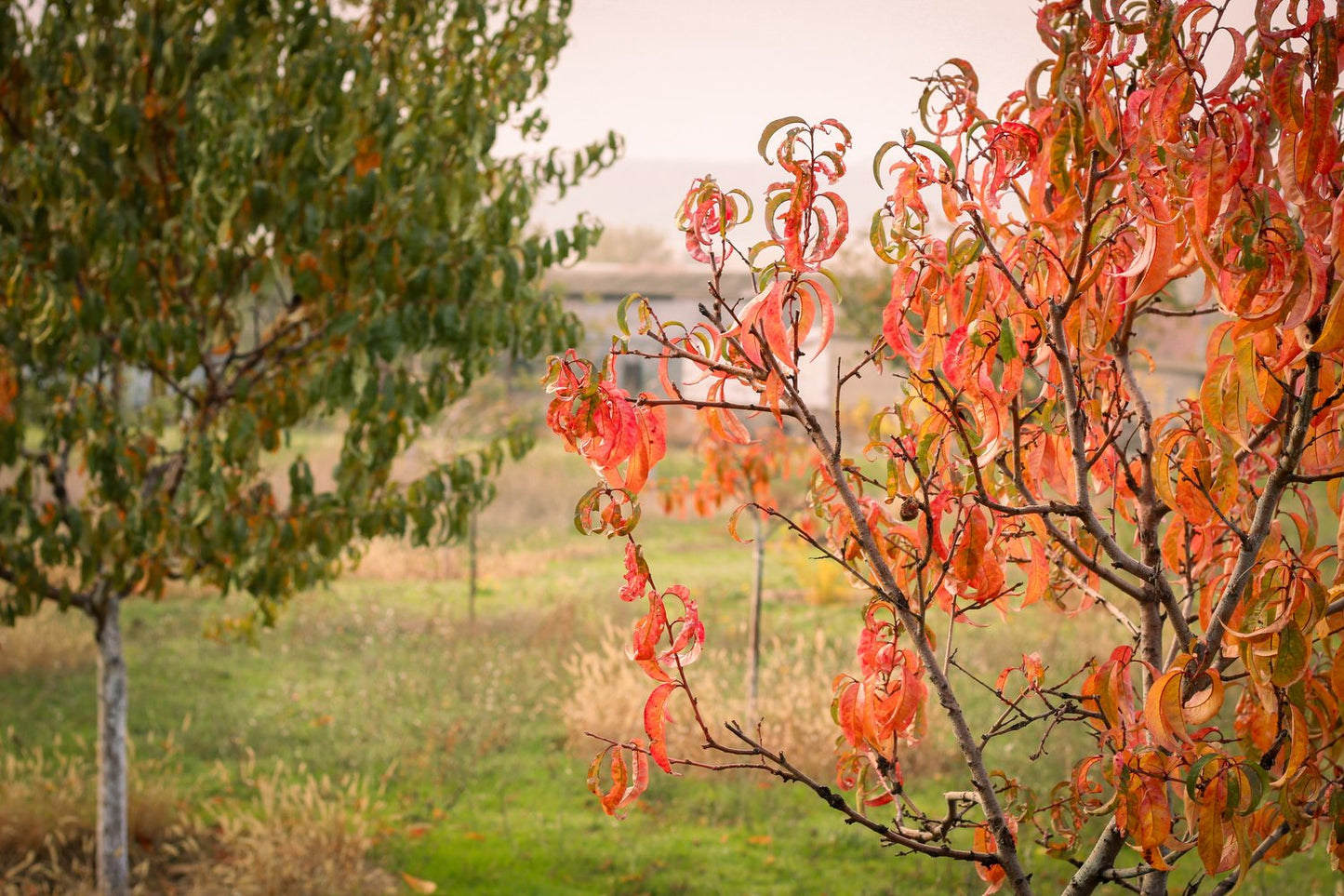 Prunus persica 'Frost', (persika)