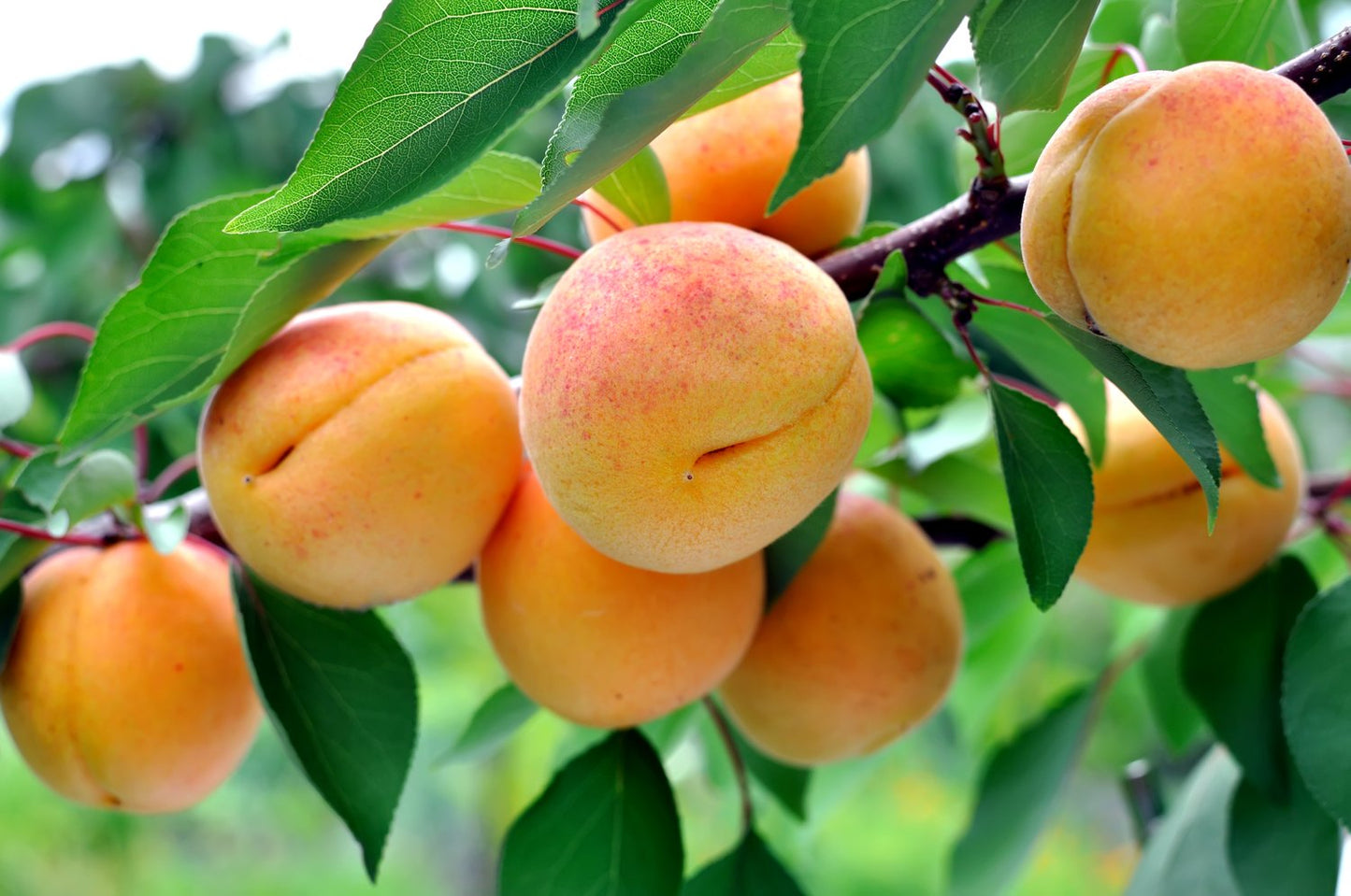 Prunus armeniaca NANCY, (aprikos)