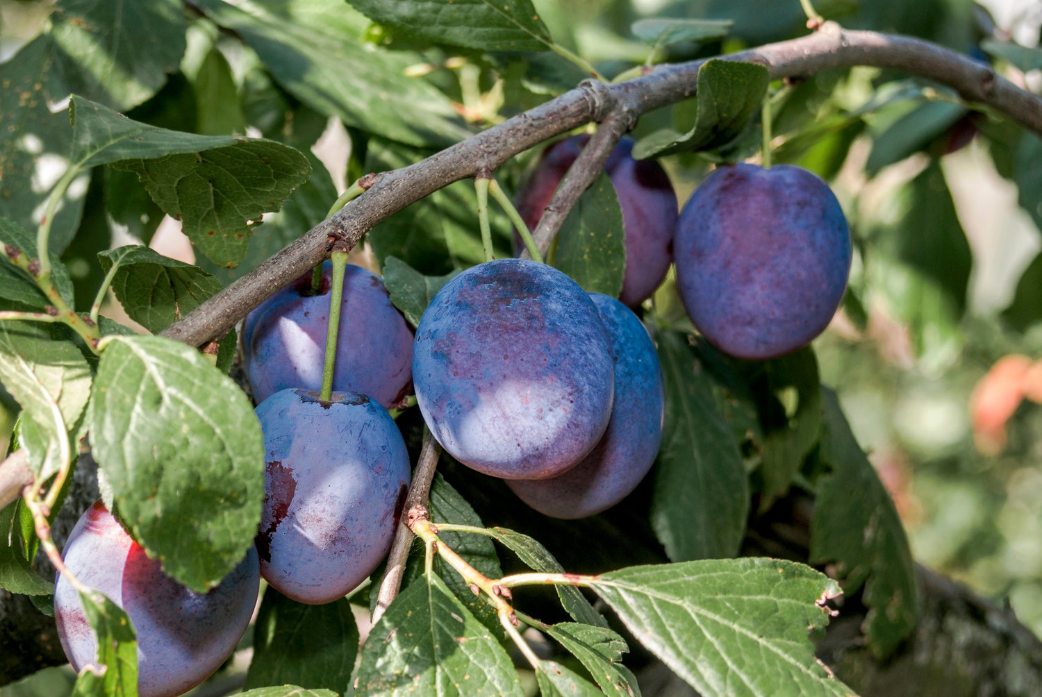 Prunus domestica 'Opal' Pixy, (plommon svagväxande), inkl. uppbindnings kit