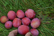 Prunus domestica 'Victoria' Pixy, (plommon svagväxande),  inkl. uppbindnings kit