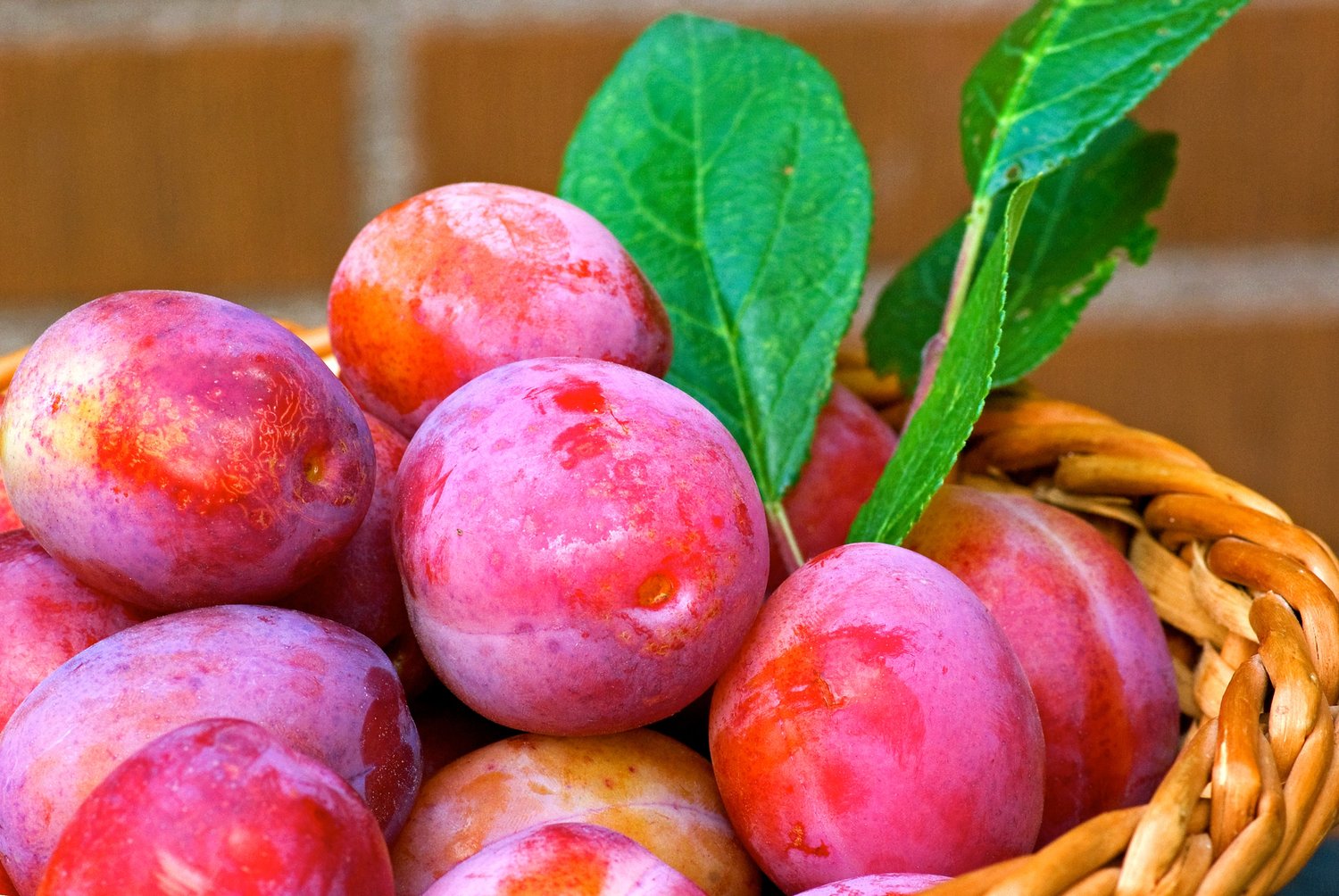 Prunus domestica 'Victoria' Pixy, (plommon svagväxande),  inkl. uppbindnings kit
