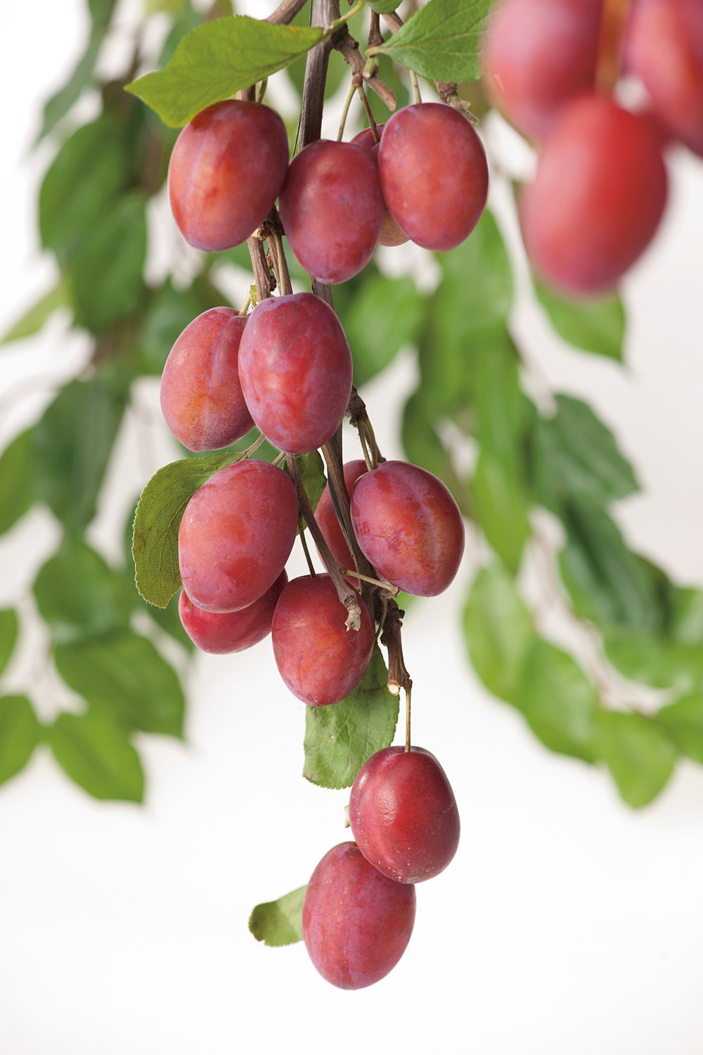 Prunus domestica 'Victoria' Pixy, (plommon svagväxande),  inkl. uppbindnings kit