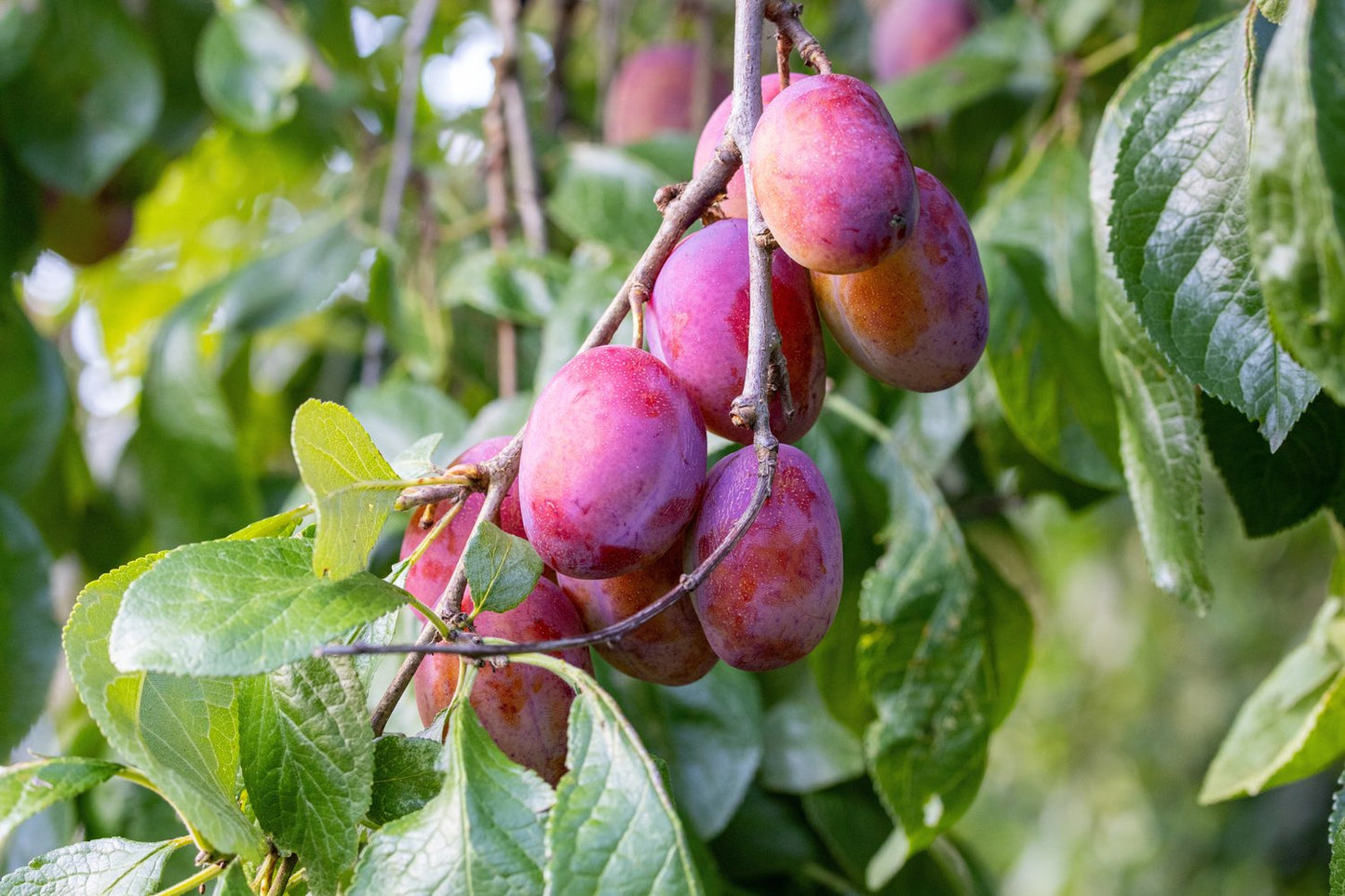 Prunus domestica 'Victoria' Pixy, (plommon svagväxande),  inkl. uppbindnings kit