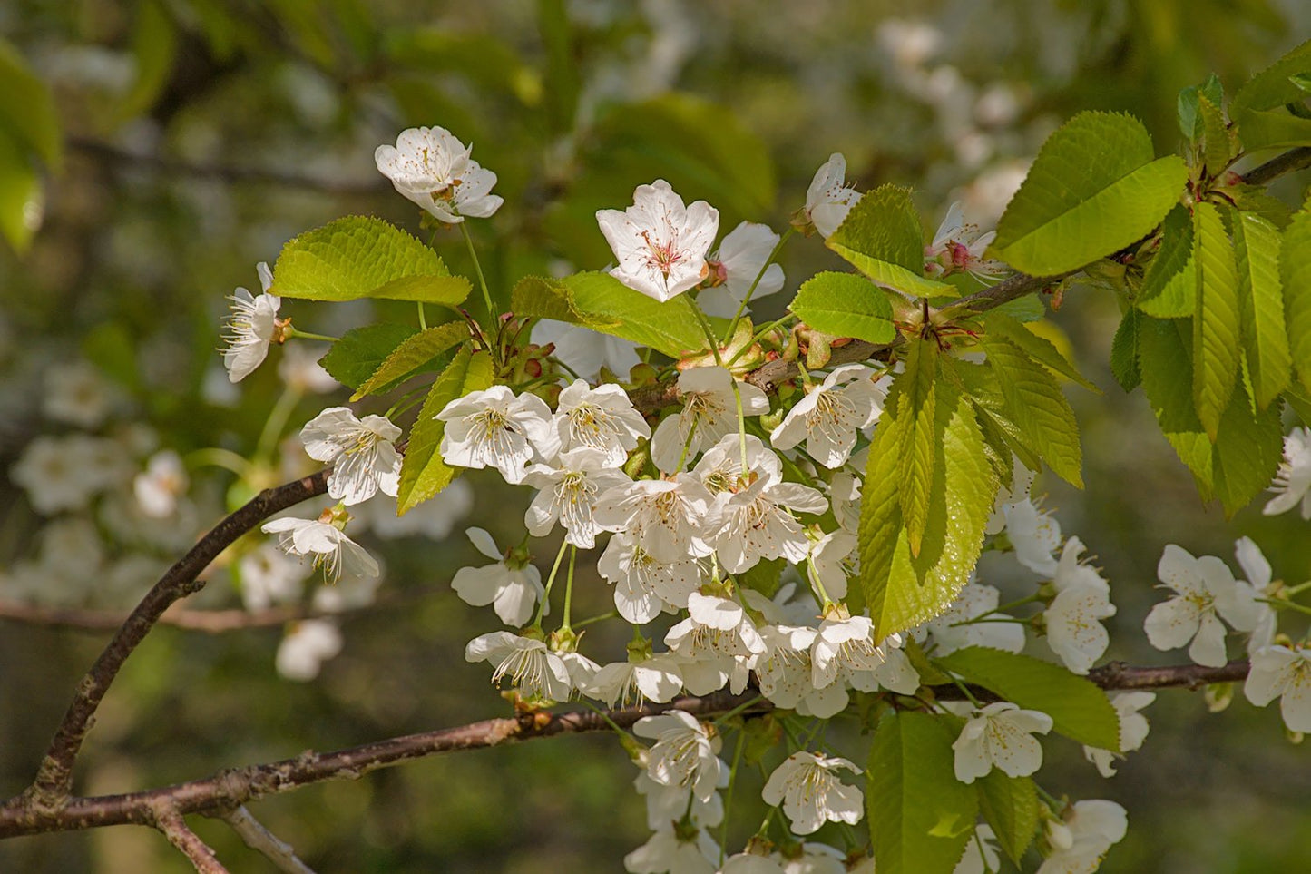 Prunus avium 'Merton Glory' E, GiSelA, (körsbär svagväxande), inkl. uppbindnings kit