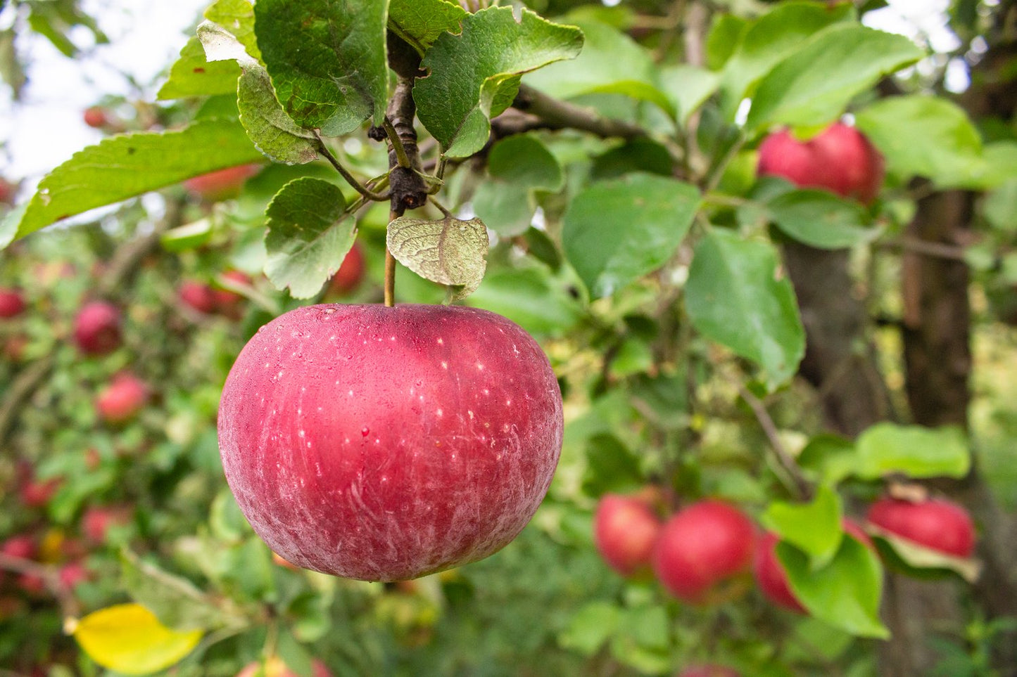 Malus domestica 'Aroma' E, B9, (äpple svagväxande), inkl. uppbindnings kit