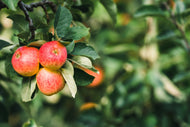 Malus domestica 'James Grieve' E, B9, (äpple svagväxande), inkl. uppbindnings kit
