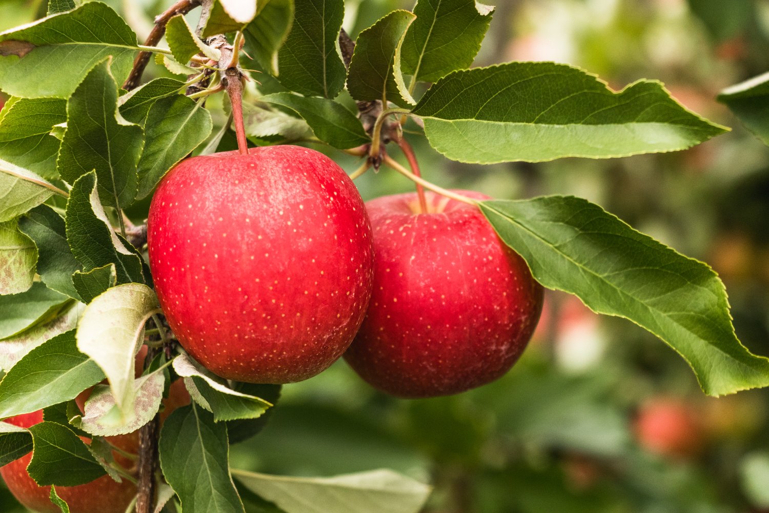 Malus domestica 'Summerred , B9, (äpple svagväxande), inkl. uppbindnings kit