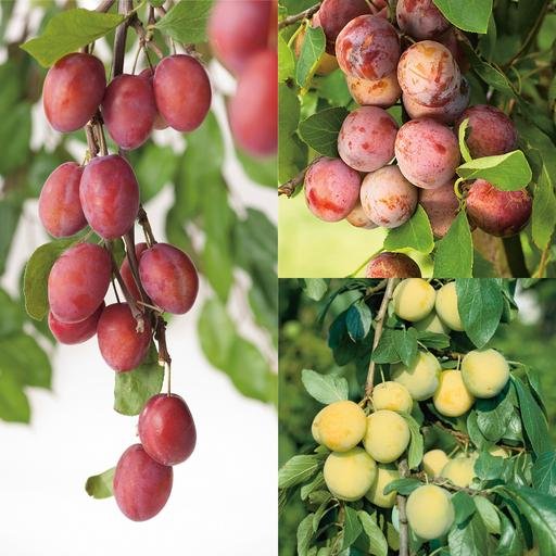 Familjeträd plommon (Prunus domestica), inkl. uppbindnings kit
