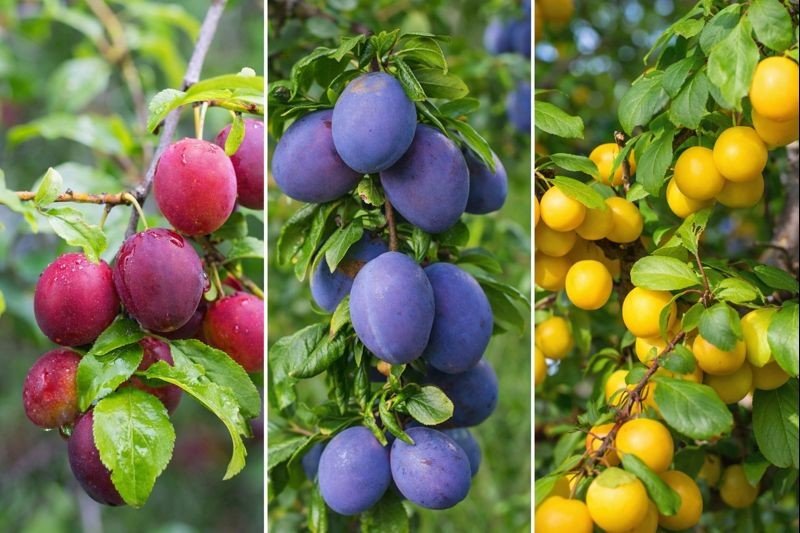 Familjeträd plommon (Prunus domestica)
