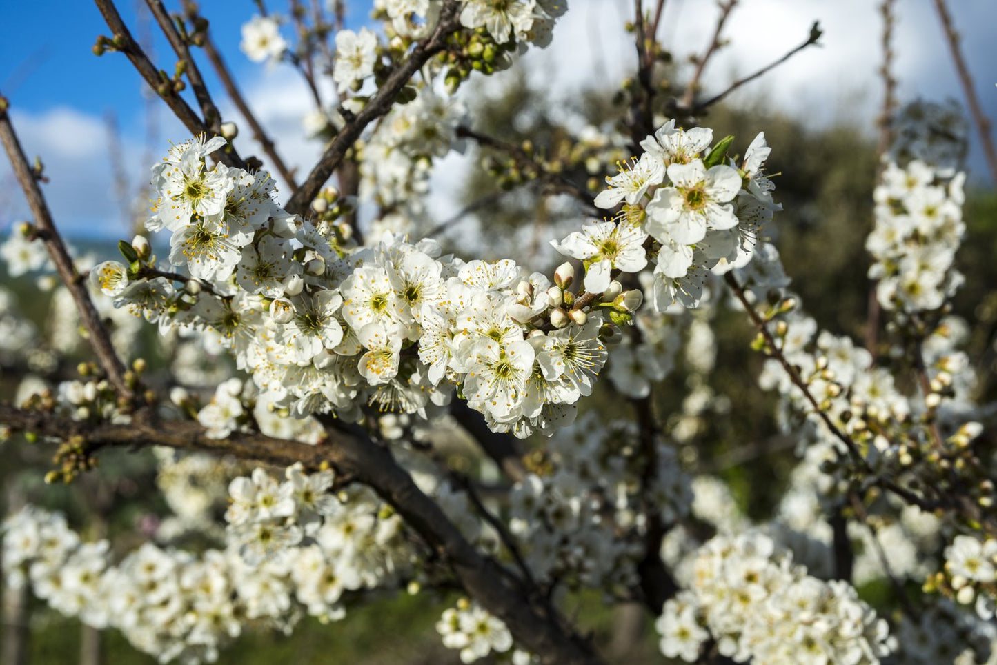Familjeträd plommon (Prunus domestica)