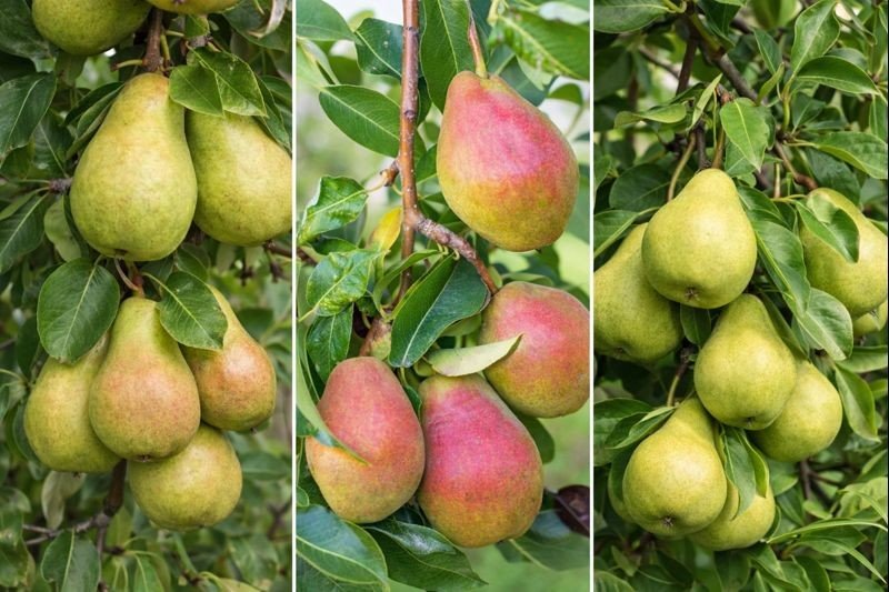Familjeträd päron (Pyrus communis), inkl. uppbindnings kit