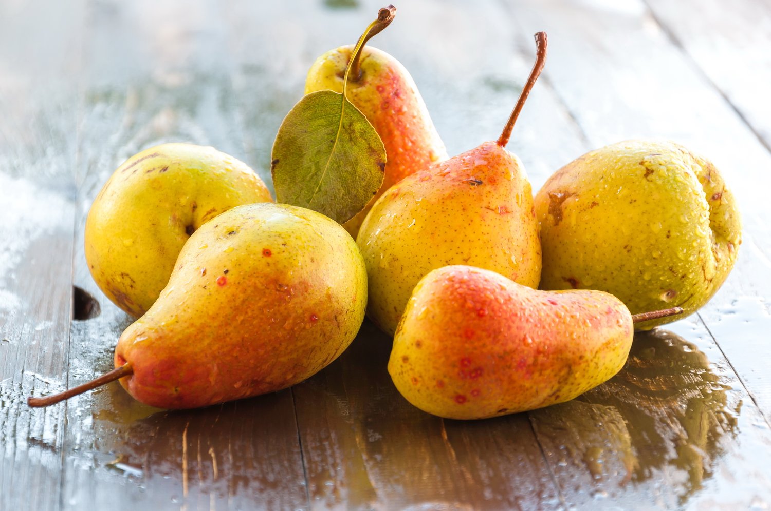 Familjeträd päron (Pyrus communis)