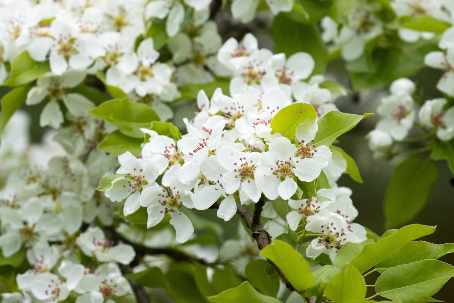 Familjeträd päron (Pyrus communis)