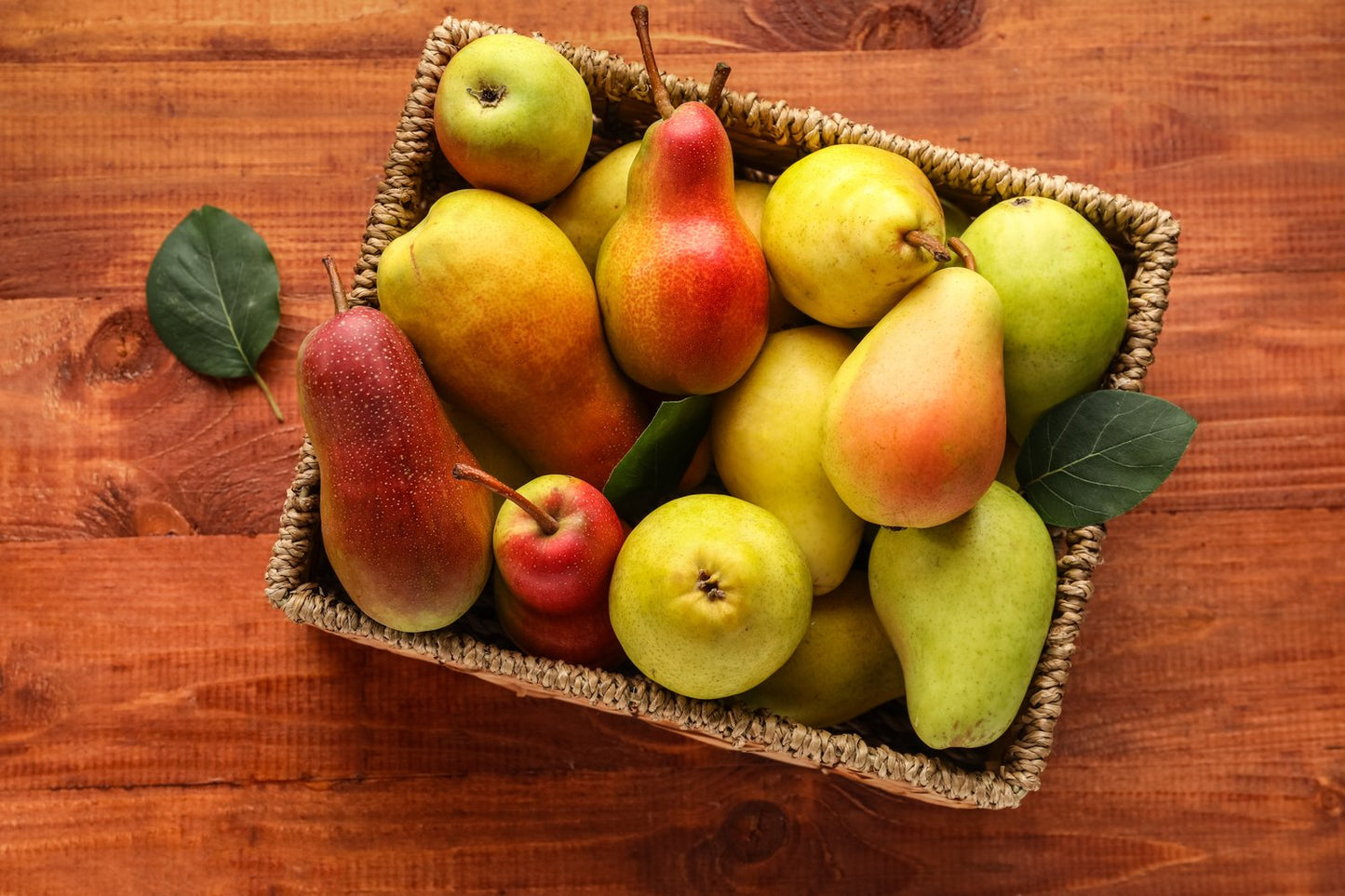 Familjeträd päron (Pyrus communis)