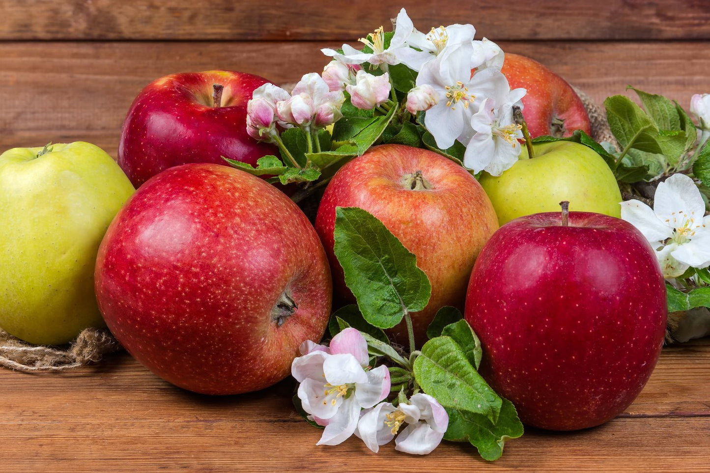 Familjeträd äpple Zon 1-4 (Malus domestica),  inkl. uppbindnings kit
