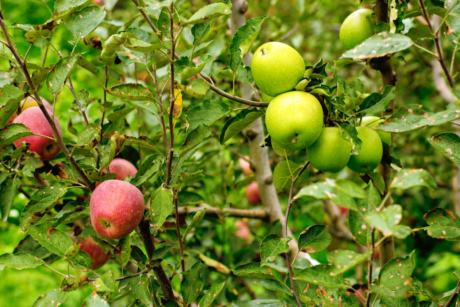 Familjeträd äpple Zon 1-4 (Malus domestica),  inkl. uppbindnings kit