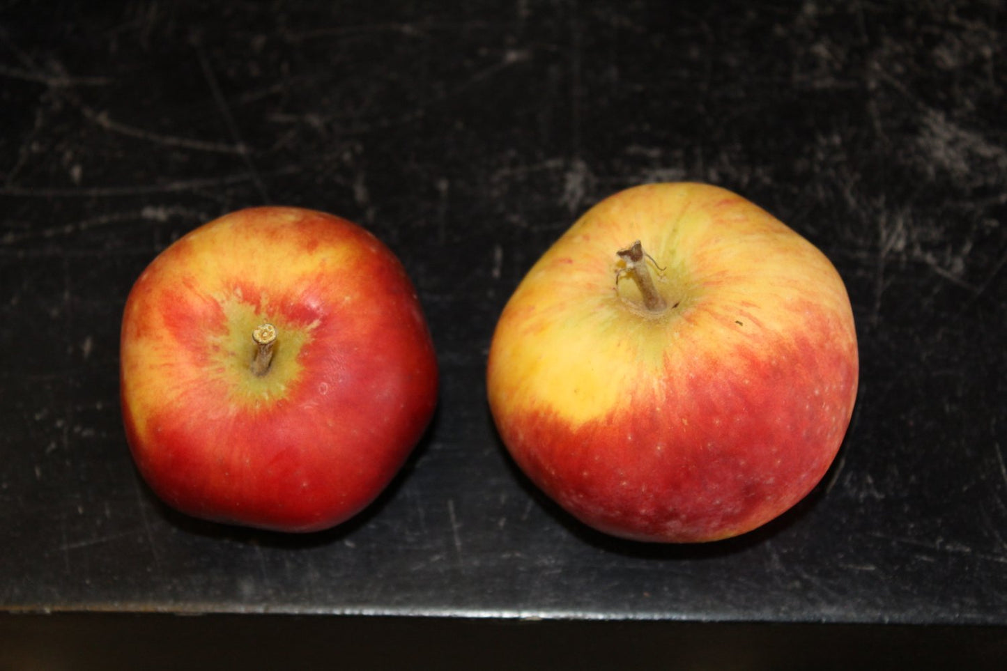 Malus domestica 'Alice', (äpple), inkl. uppbindnings kit