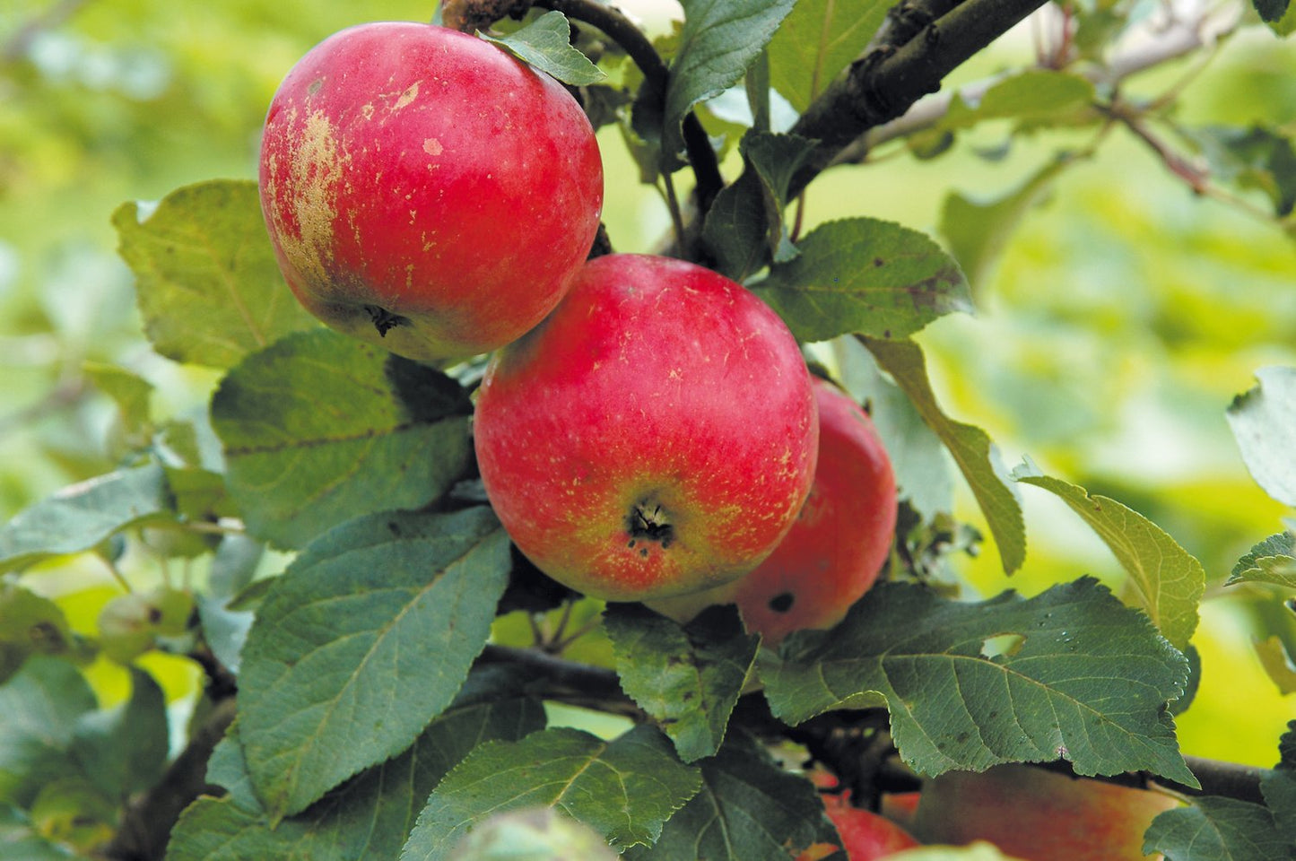 Malus domestica 'Alice', (äpple)