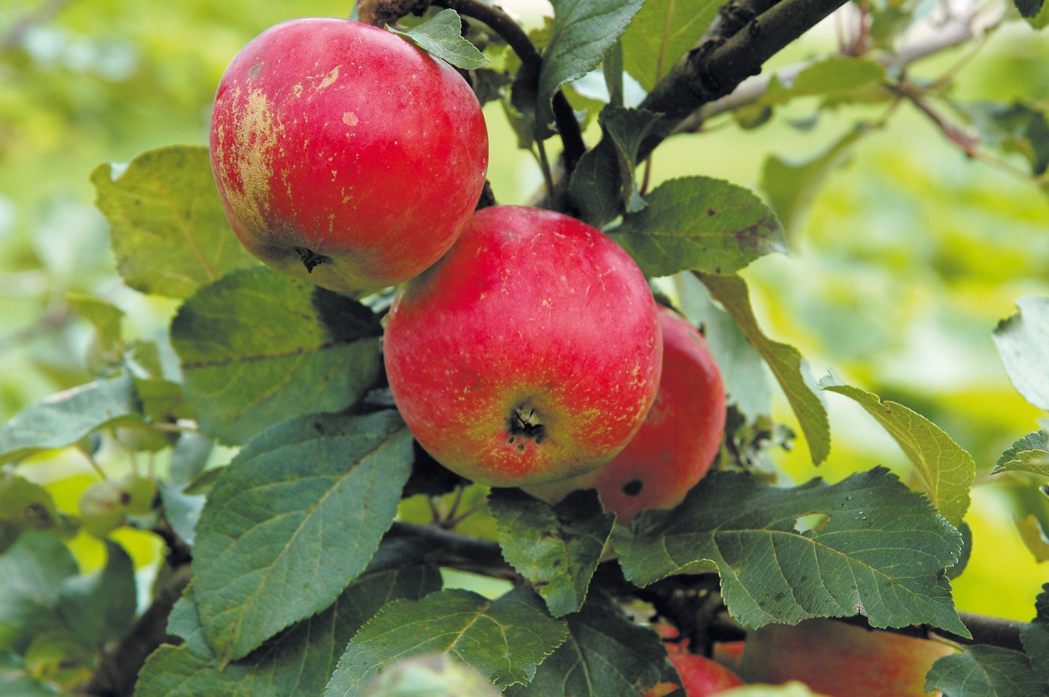 Malus domestica 'Alice', (äpple)