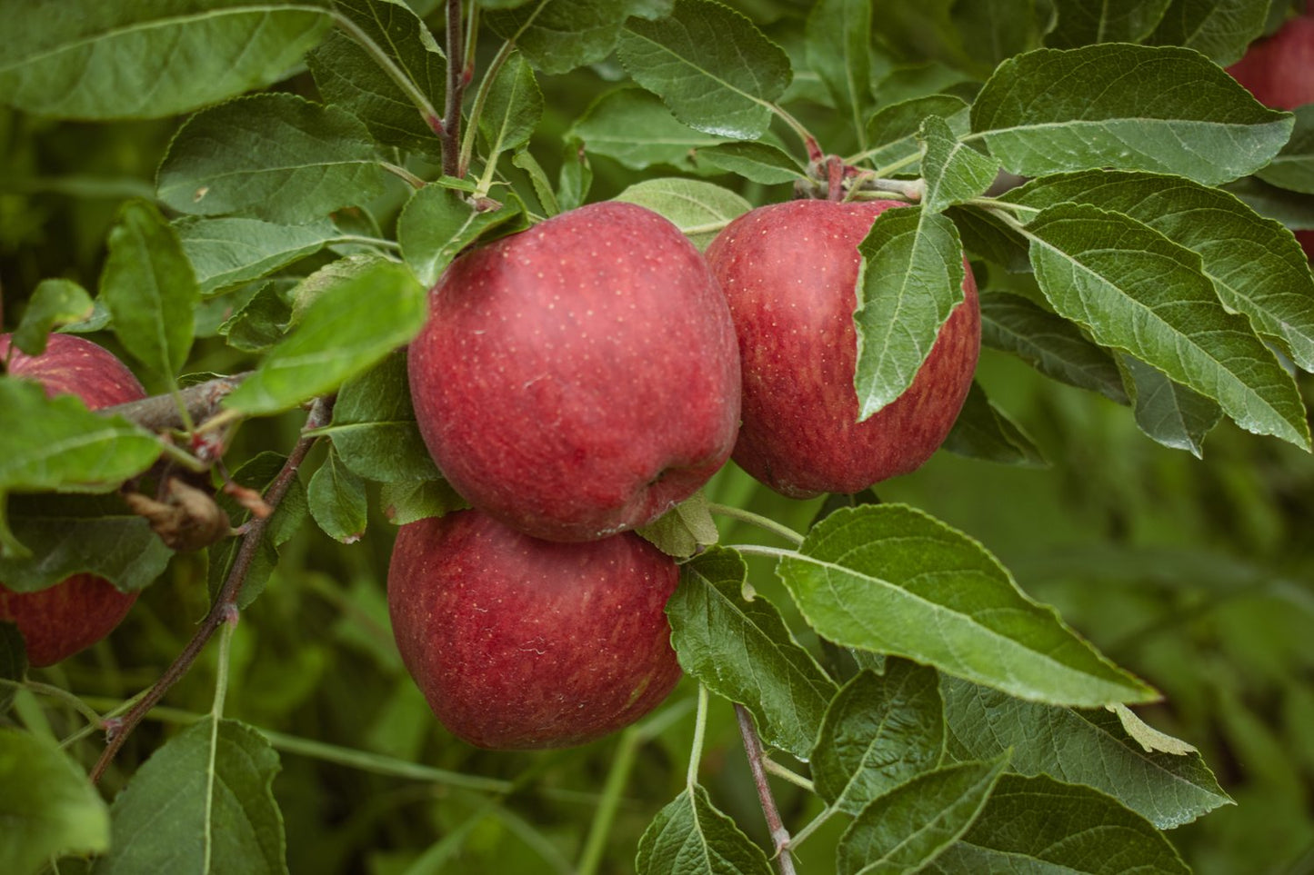 Malus domestica 'Amorosa' E, (äpple), inkl. uppbindnings kit