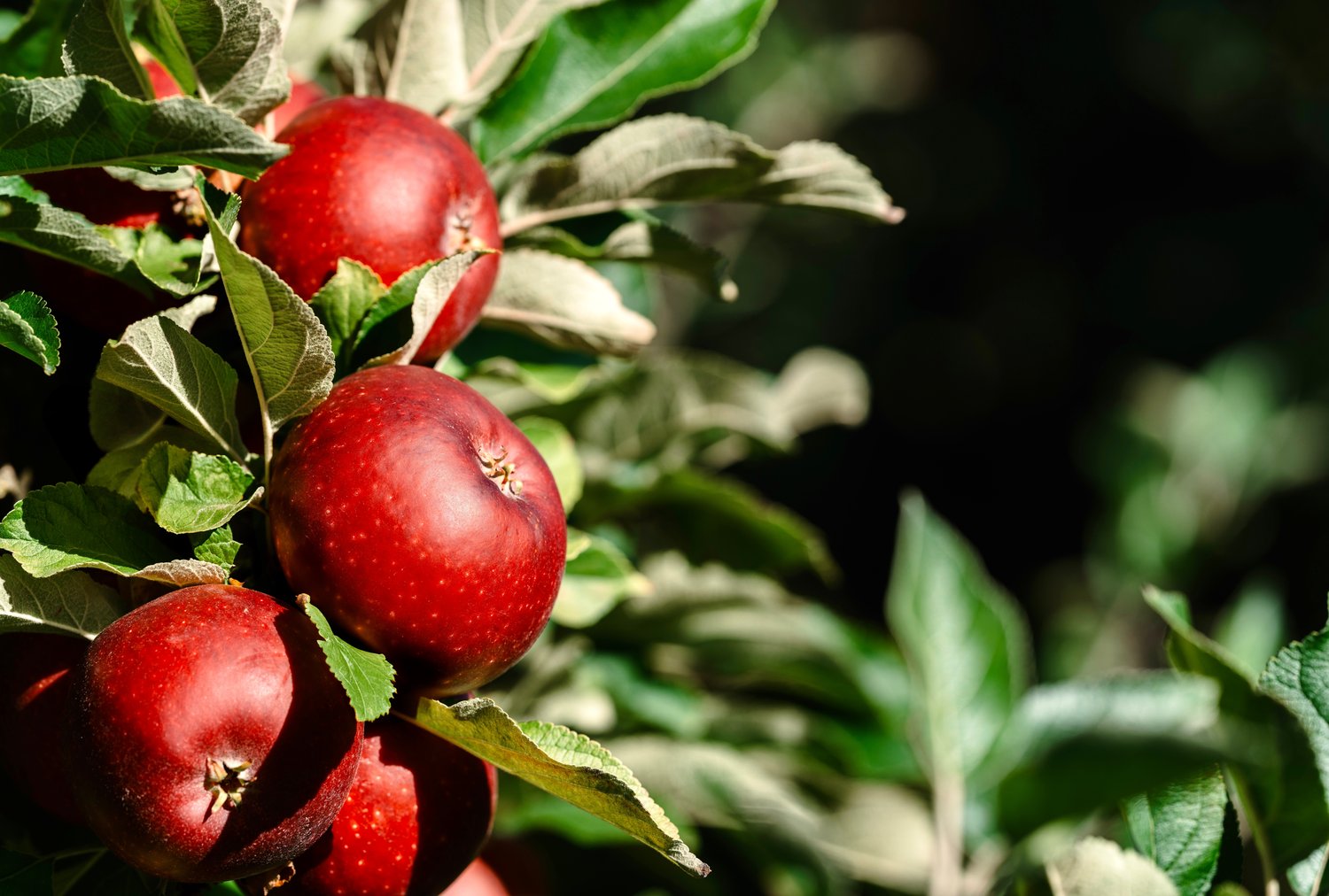 Malus domestica 'Amorosa' E, (äpple)
