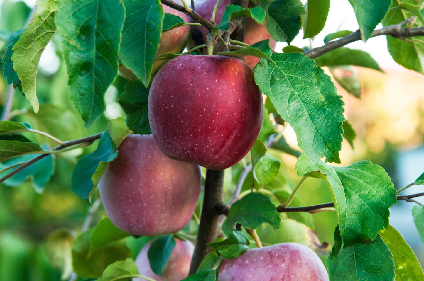 Malus domestica 'Amorosa' E, (äpple)