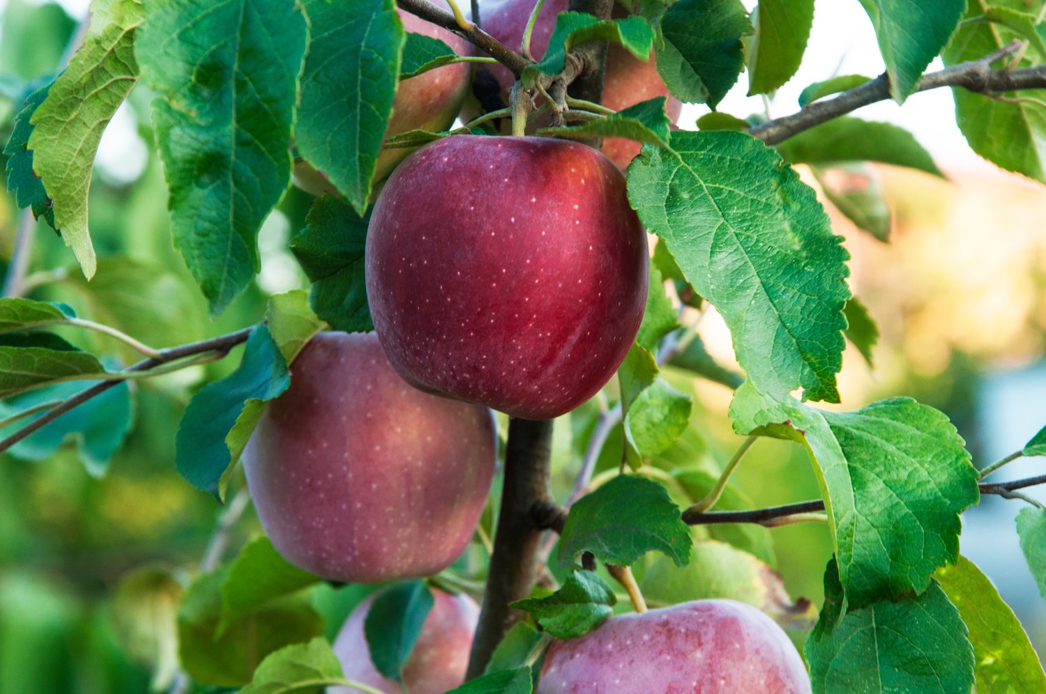 Malus domestica 'Amorosa' E, (äpple)