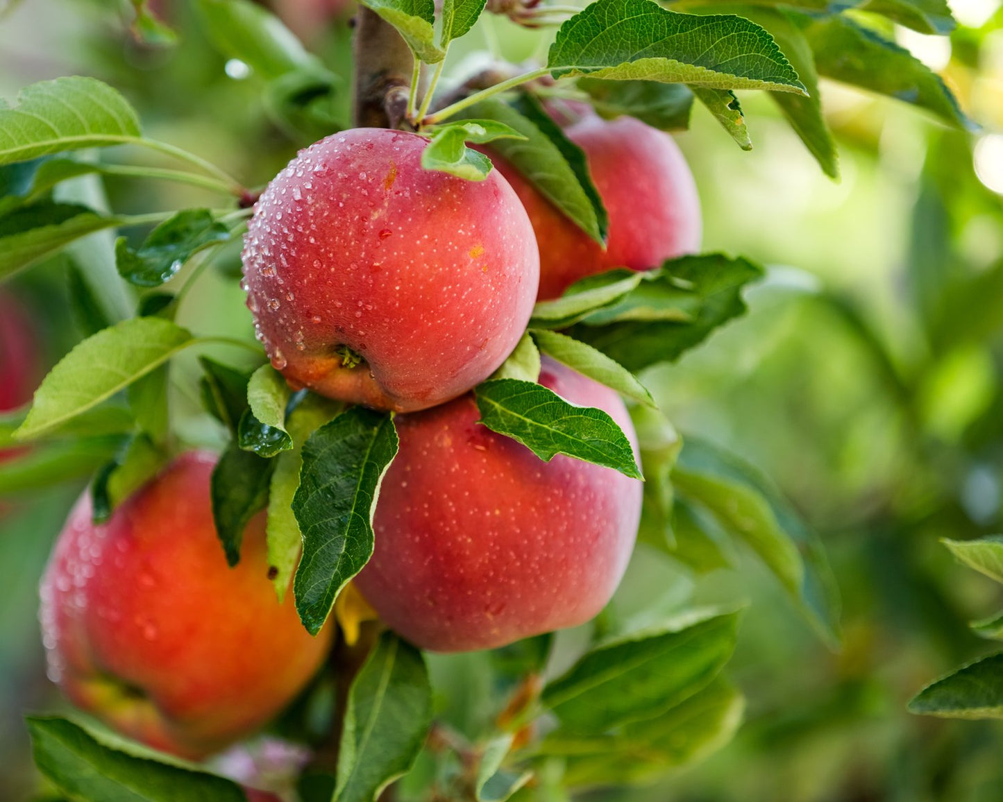 Malus domestica 'Aroma' E, (äpple)