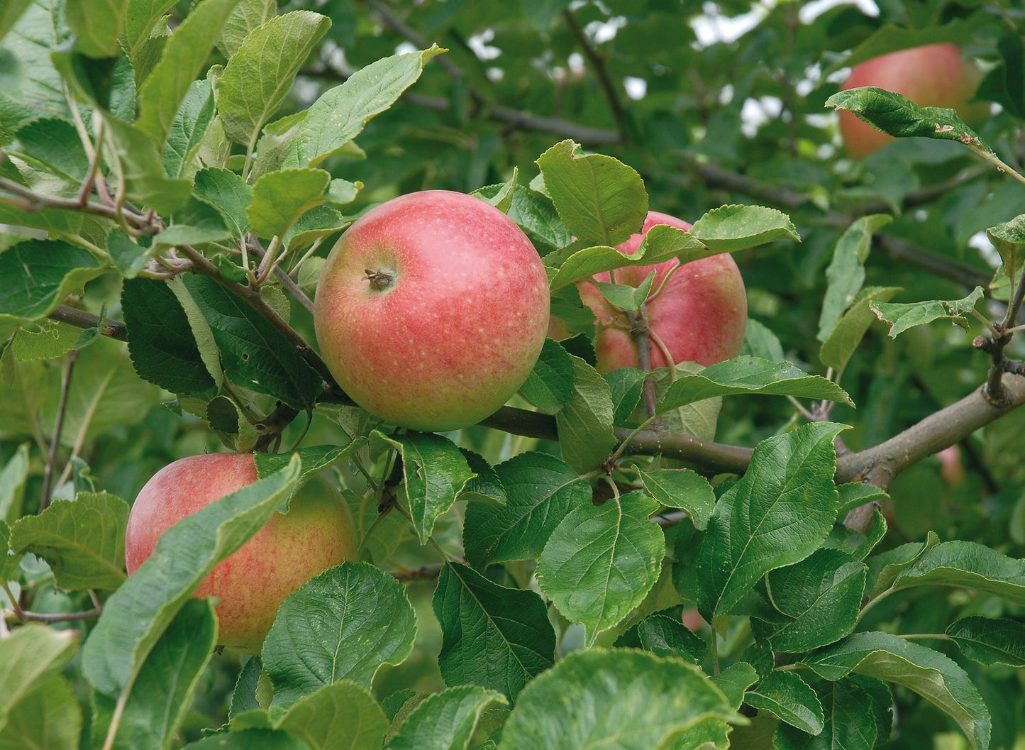 Malus domestica 'Aroma' E, (äpple)