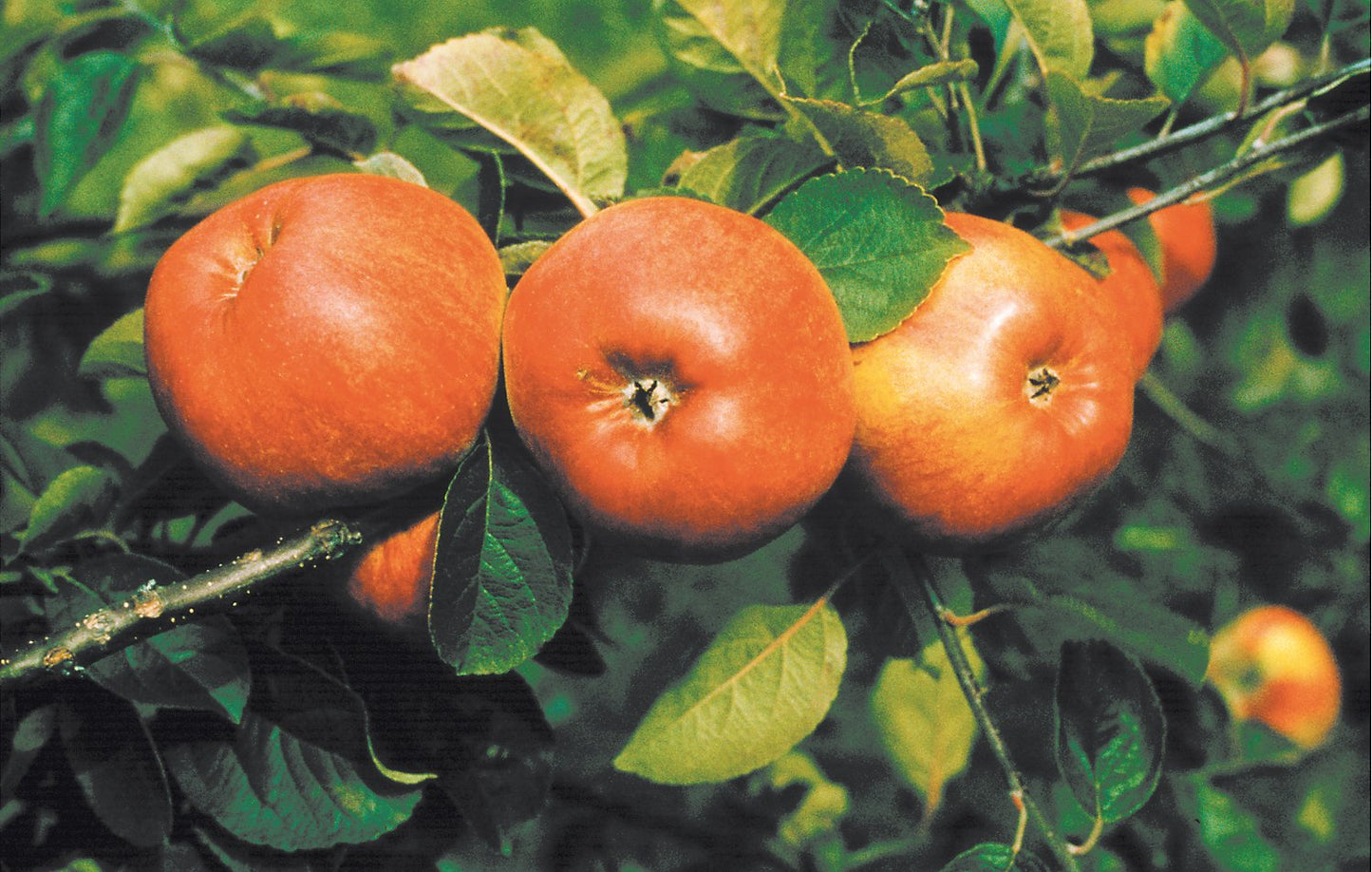 Malus domestica 'Cox's Pomona', (äpple)