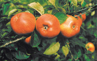 Malus domestica 'Cox's Pomona', (äpple), inkl. uppbindnings kit
