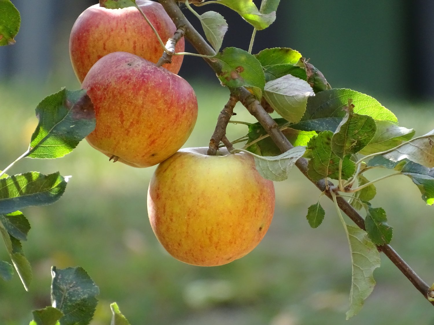 Malus domestica 'Cox's Pomona', (äpple)