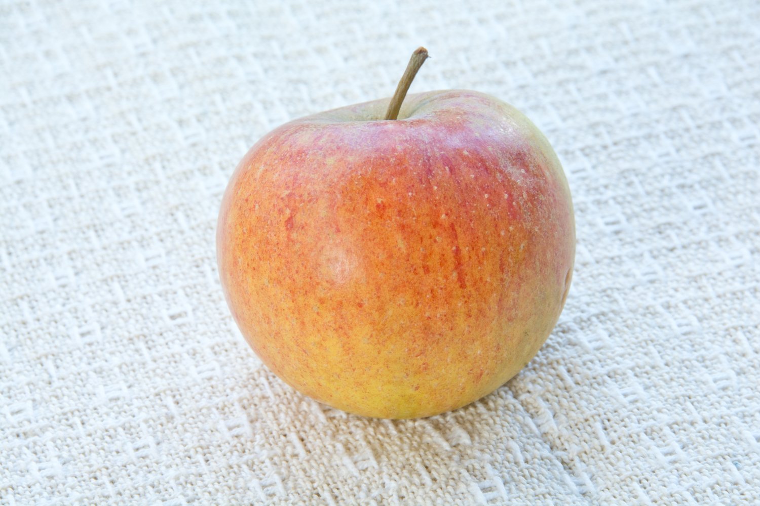 Malus domestica 'Cox's Pomona', (äpple)
