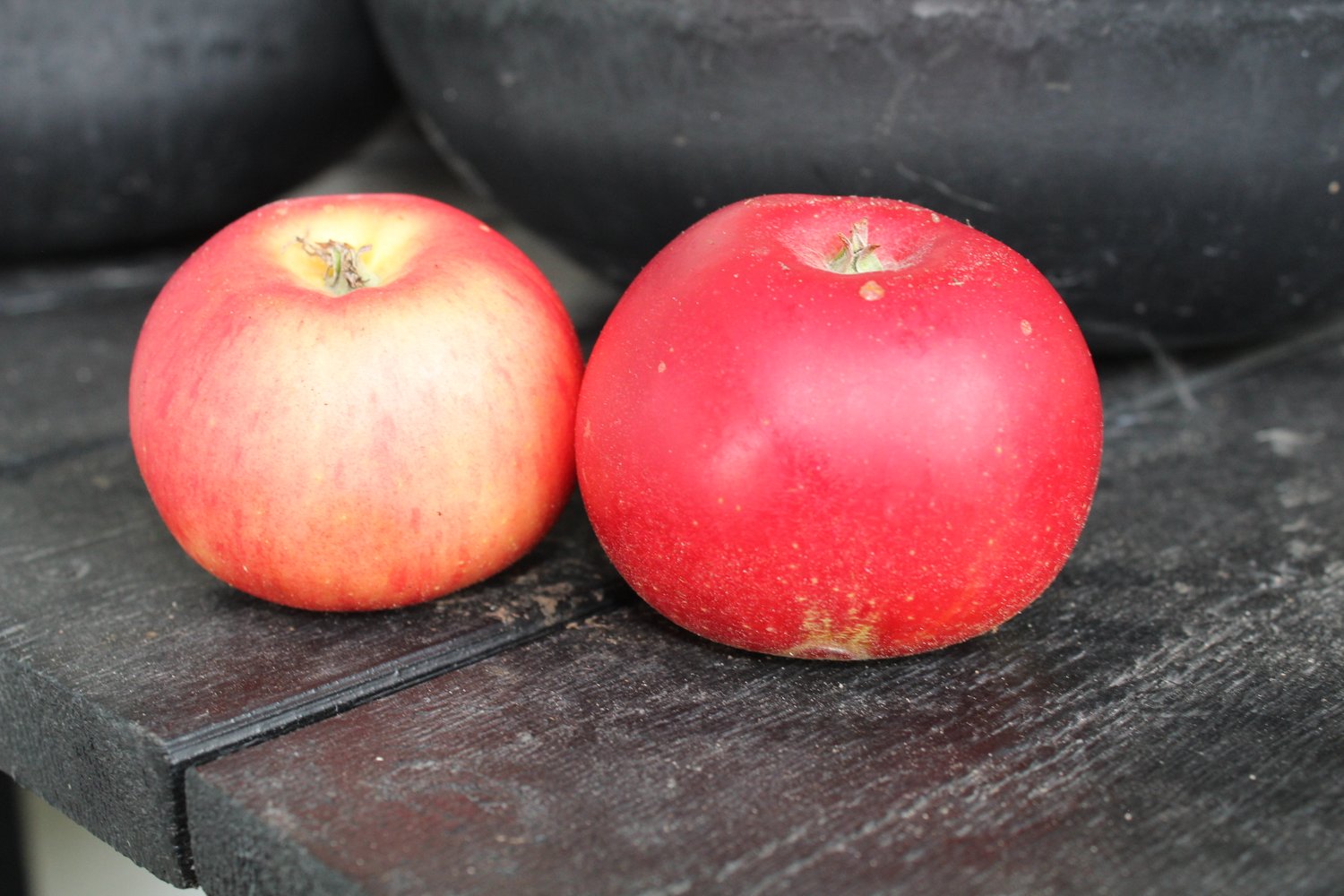 Malus domestica 'Discovery' E, (äpple)