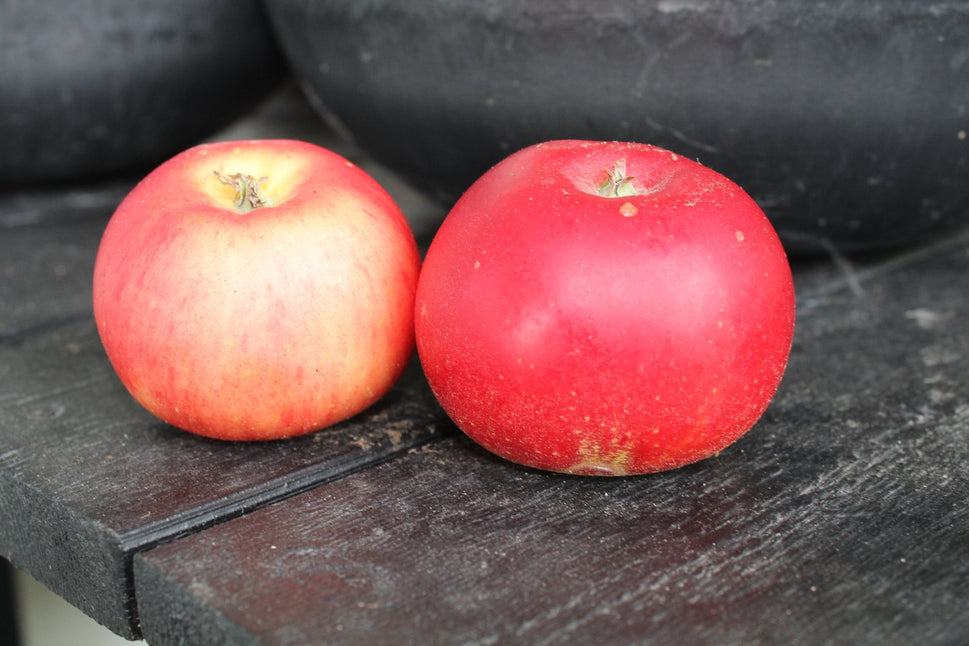 Malus domestica 'Discovery' E, (äpple), inkl. uppbindnings kit
