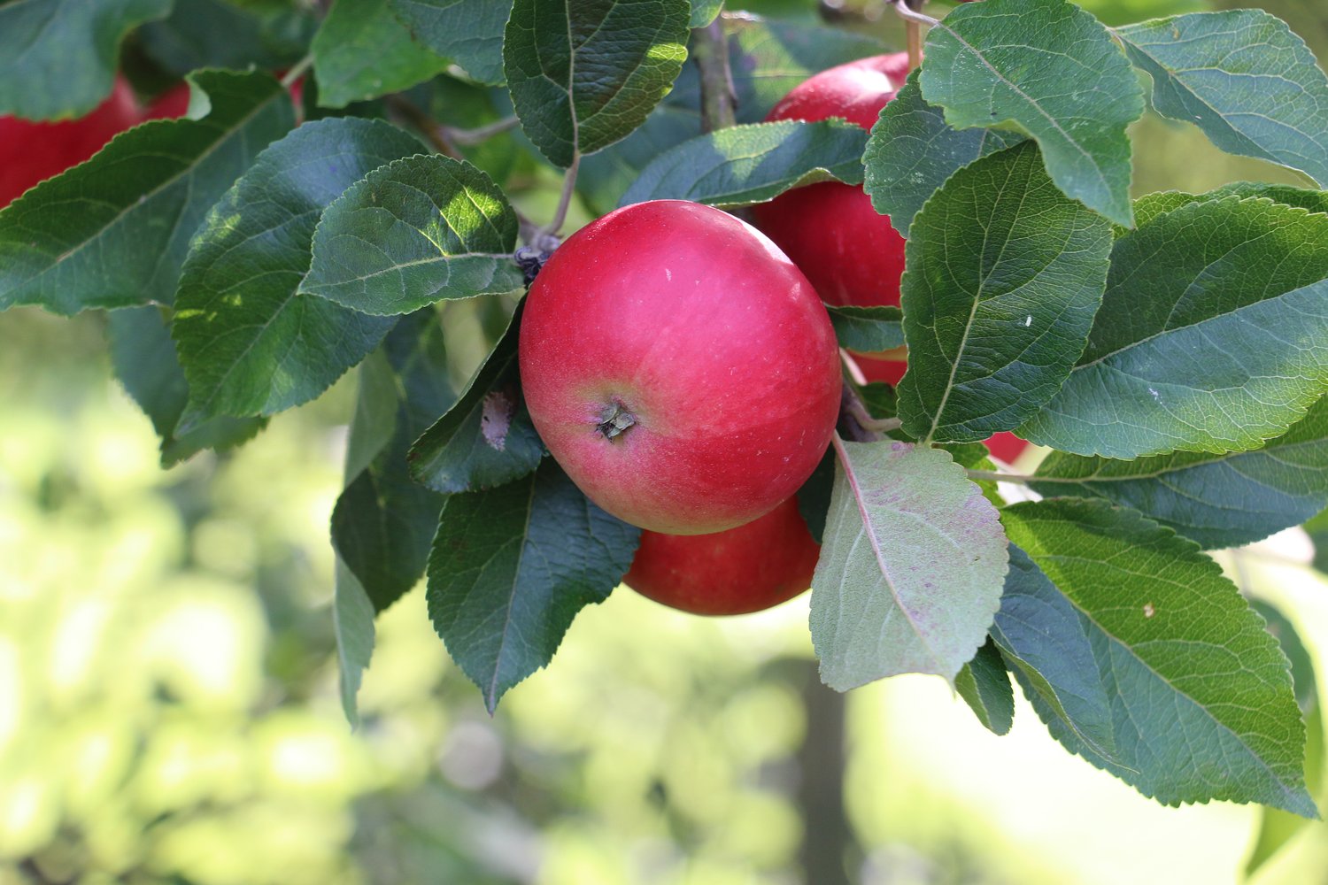 Malus domestica 'Discovery' E, (äpple)